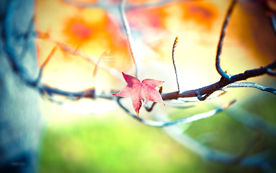 selective focus of red maple leaf on branch HD wallpaper
